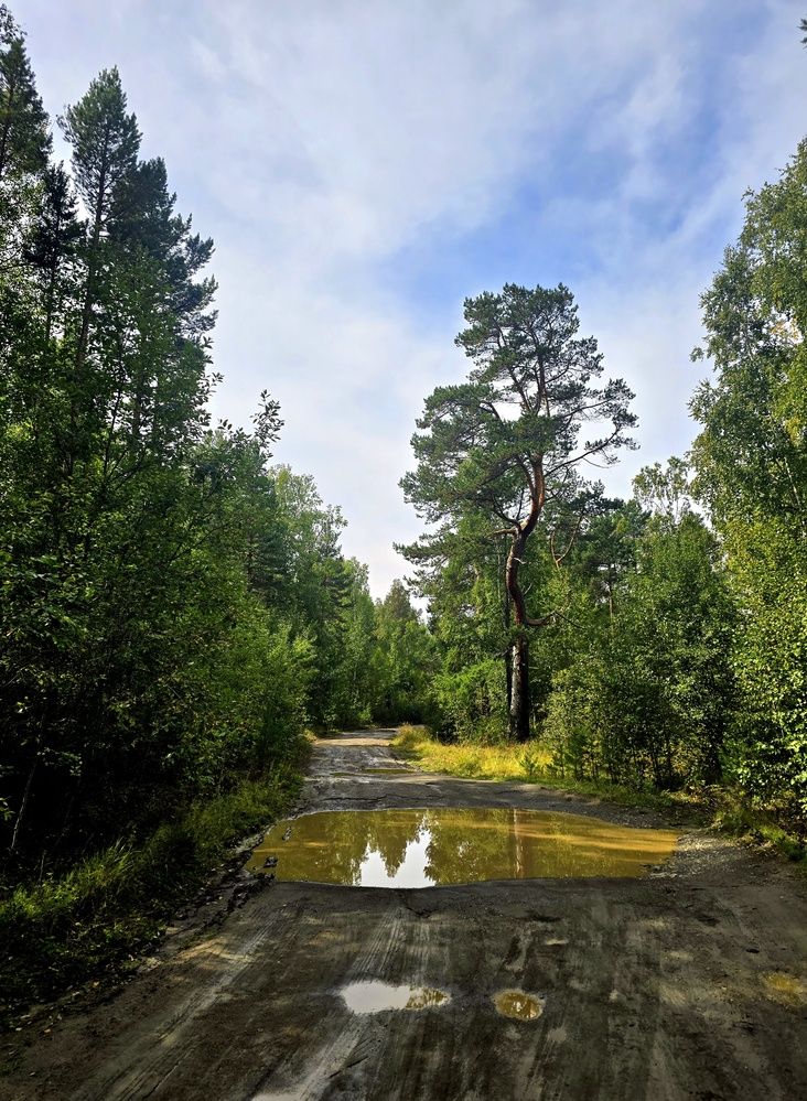 Дорога в лесу Бурятии.