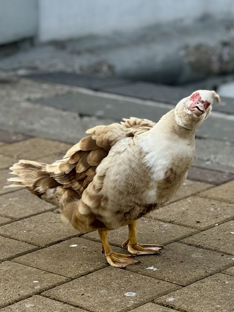 Фотография автора Светлана Герасимук