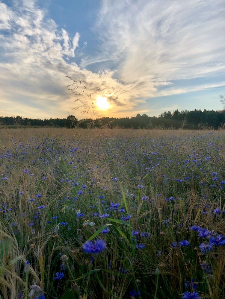 Photograph by Halina Mitsevich