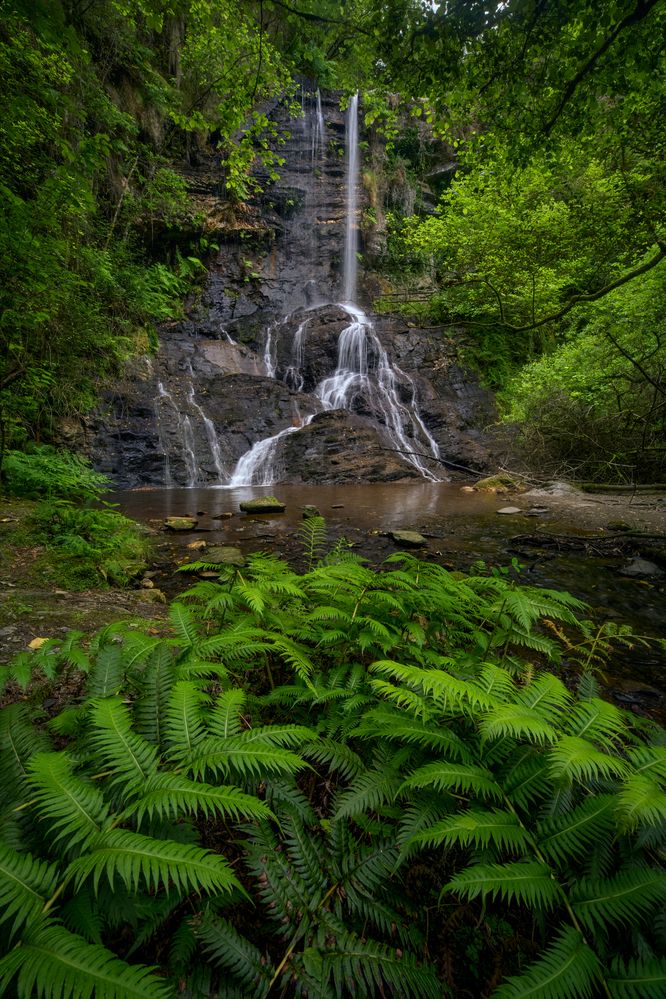 Where Ferns Lead the Way