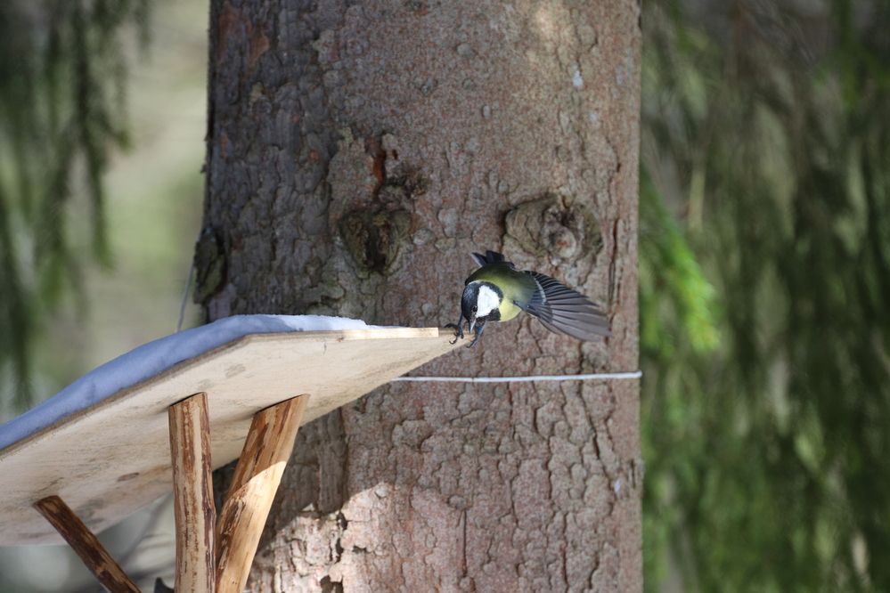 Фотография автора Роман Савин