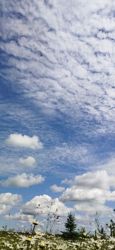 Облака над ромашками