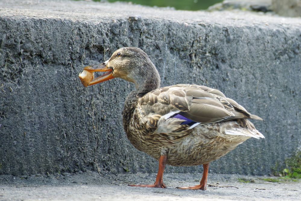 Фотография автора Денис Лещёв