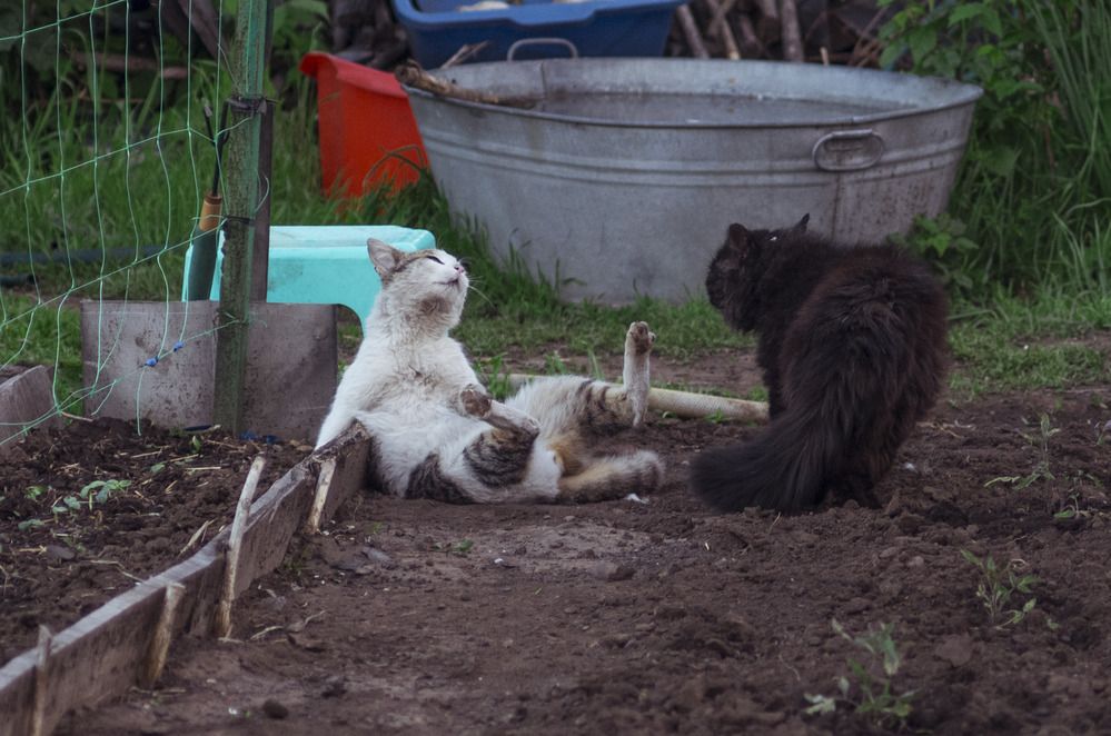 Photograph by Олег Коваль