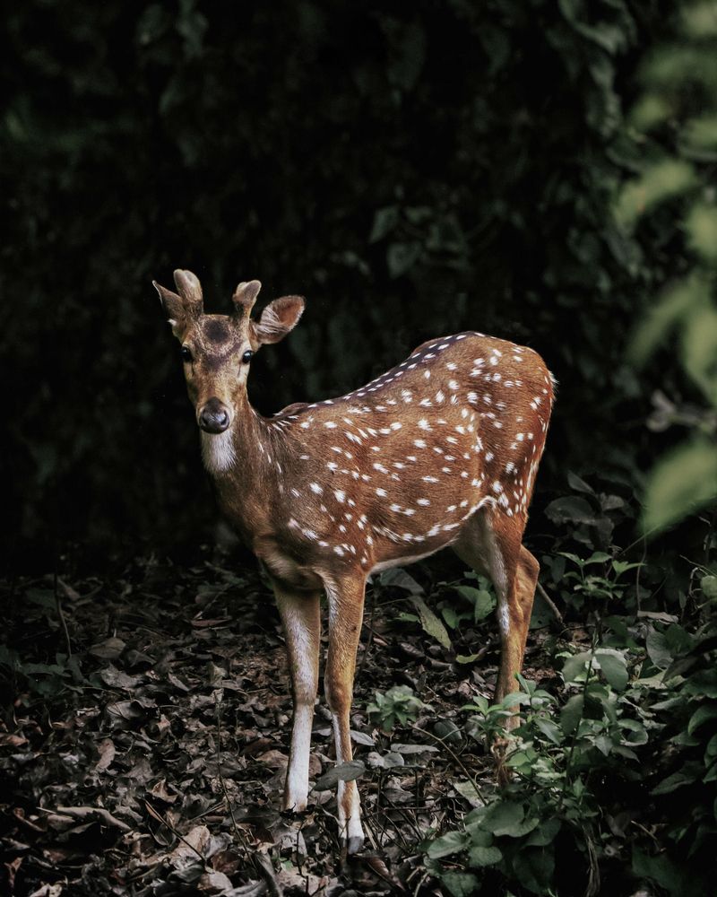 Photograph by RUPAM DAS