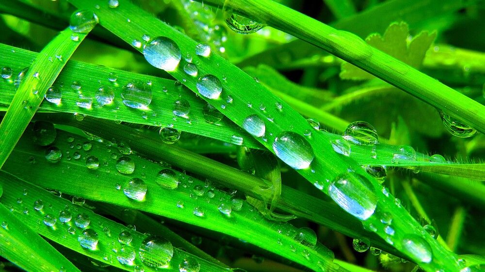 Бриллианты в траве