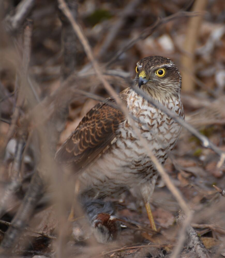 Photograph by Духанин Сергей