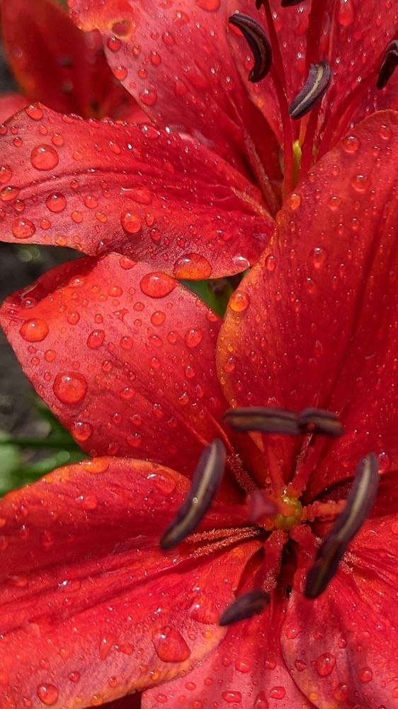 Фотография автора Васильева Ирина