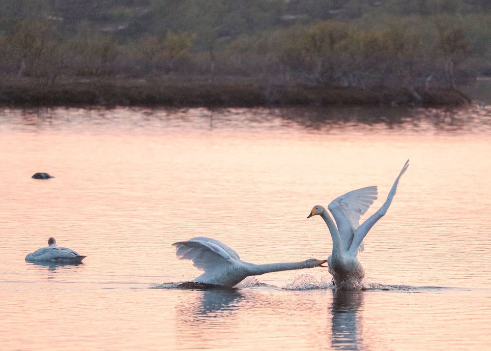Photograph by Алина Быстрова