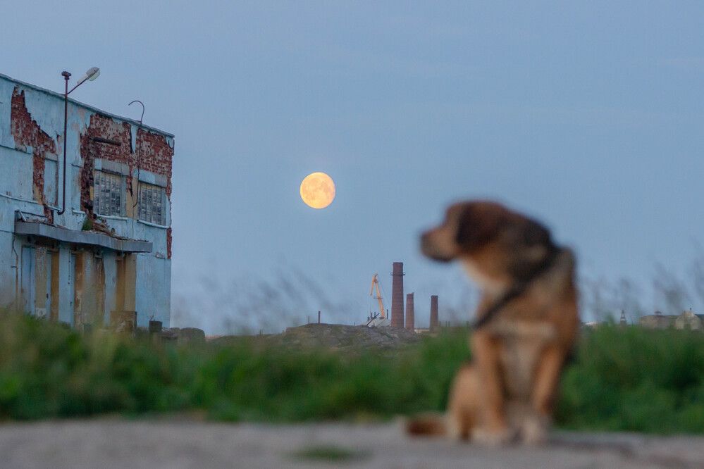 Photograph by Алина Быстрова