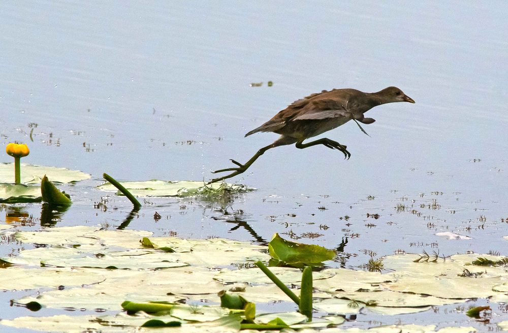 Разбег, прыжок...