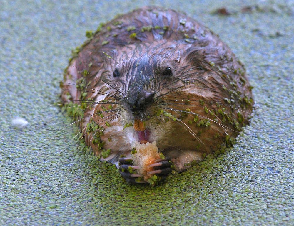 Приятного аппетита