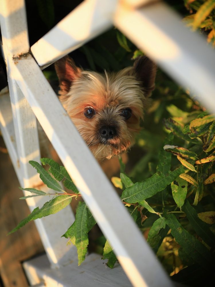 Photograph by G Shish