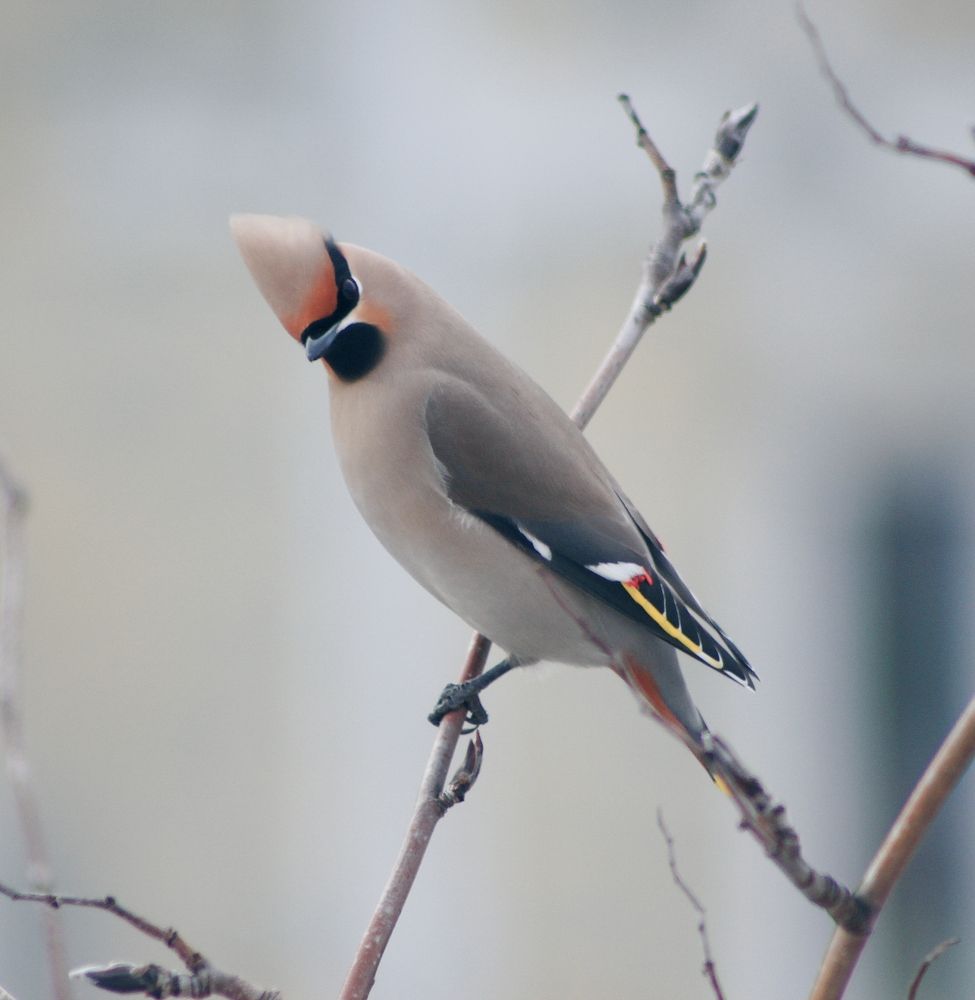 Вестник весны...