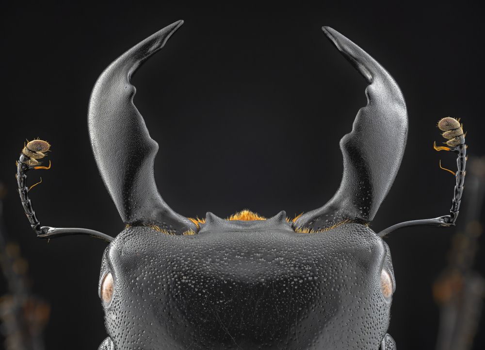 Dorcus encephalus