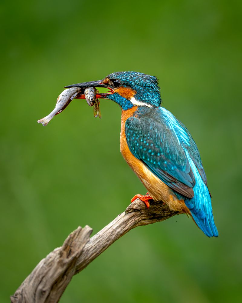 Photograph by Дорн Оксана