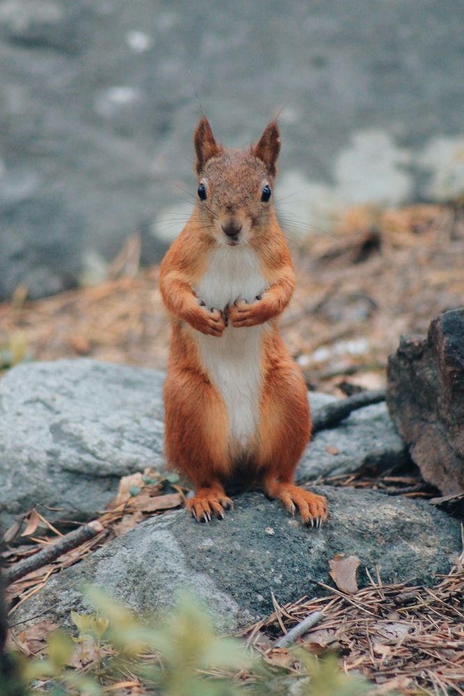 Кушать принесла..?