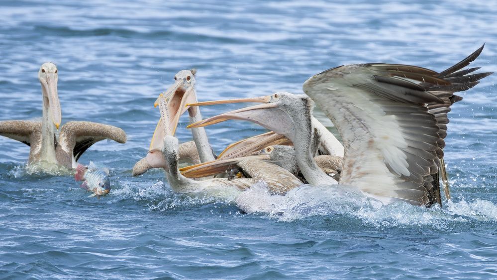 Spotted Billed Pelicans - Catching Fish in Action