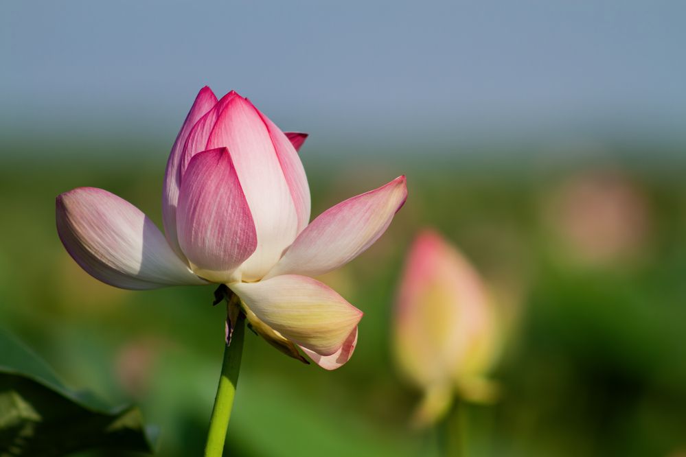 Photograph by Данил Варапаев