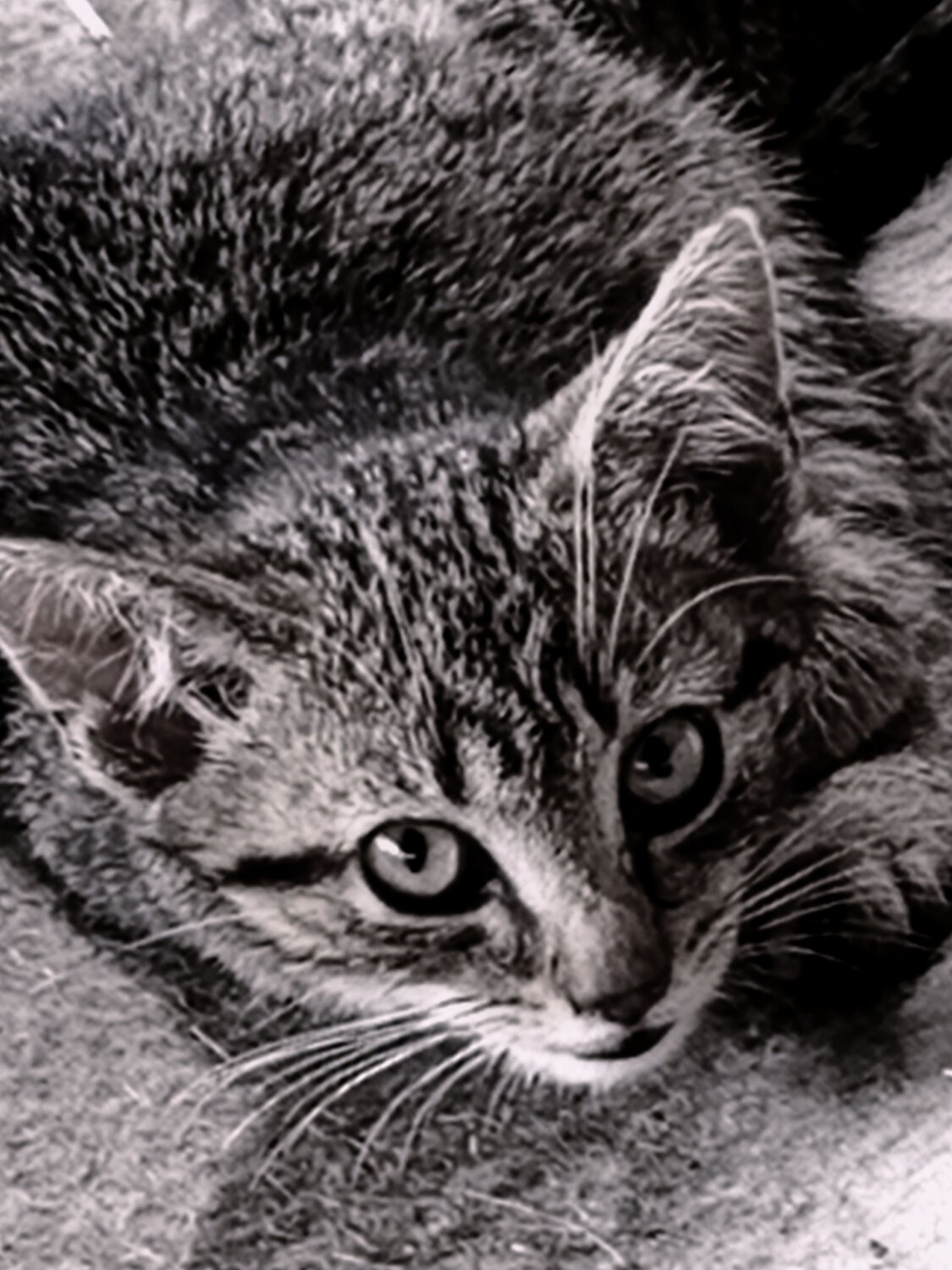 Photo #12539022