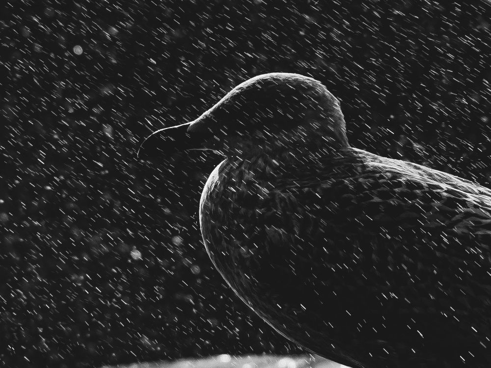 Photograph by Ирина Протченко