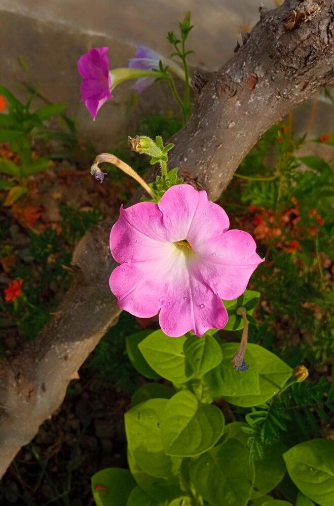 Pink petunia.