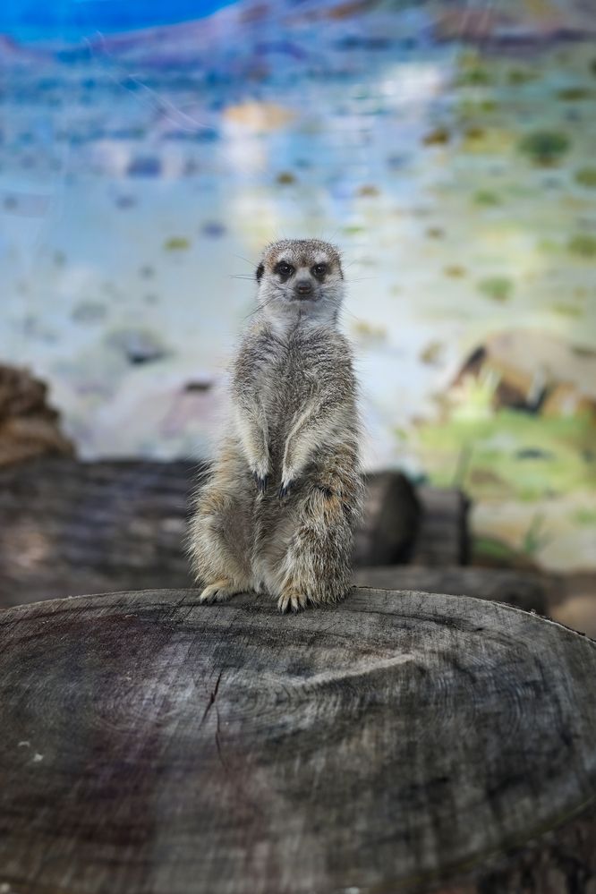 Photograph by Ирина Ященко