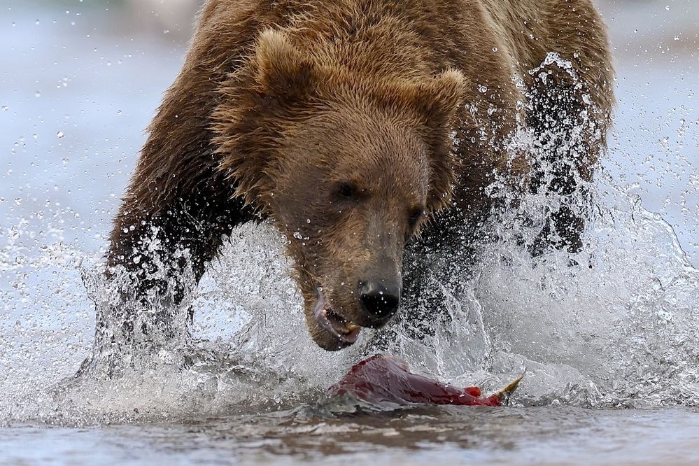 Рыбка, я тебя с’ем!