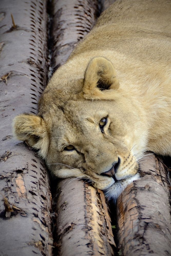 Photograph by Мария Петровцева