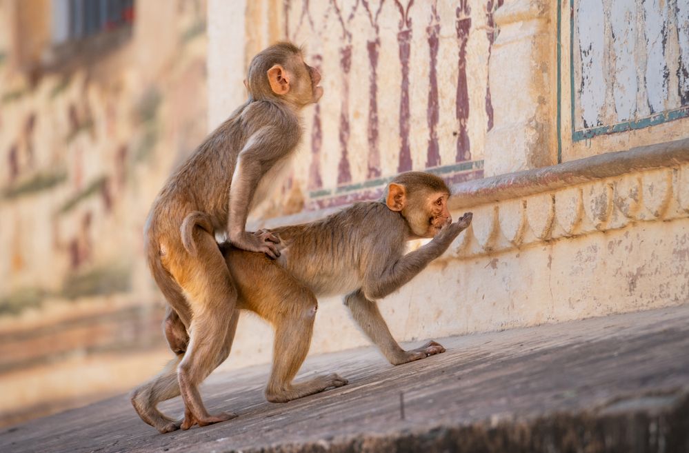 Photograph by Эрнест Вахеди