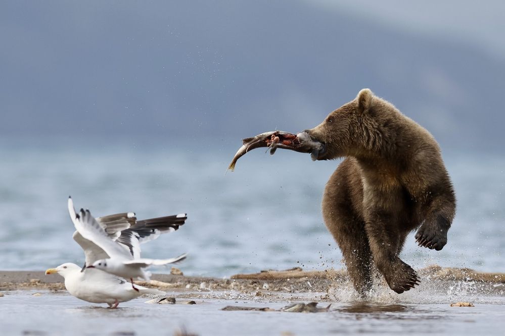 Спасти добычу!