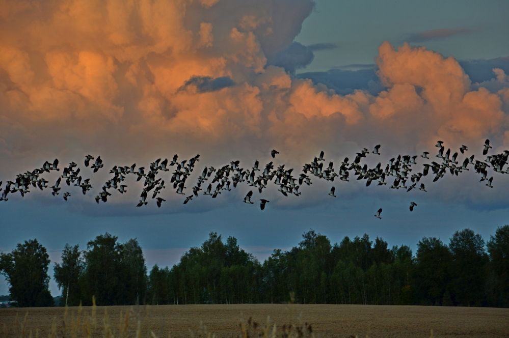 Фотография автора Елена Максимова