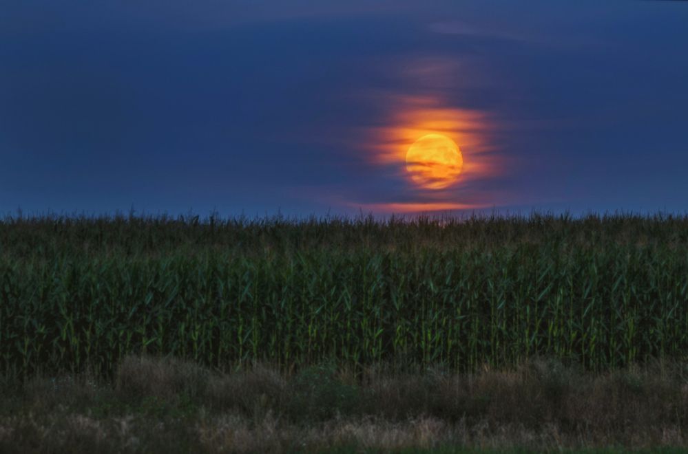 Photograph by Щепотина Татьяна