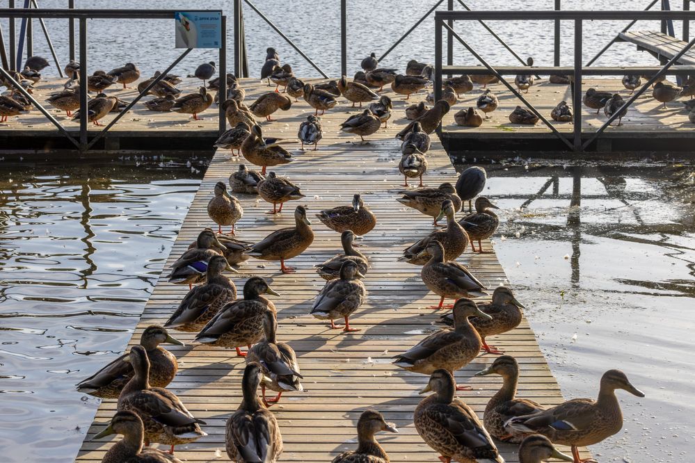 Photograph by Юлия Яковлева