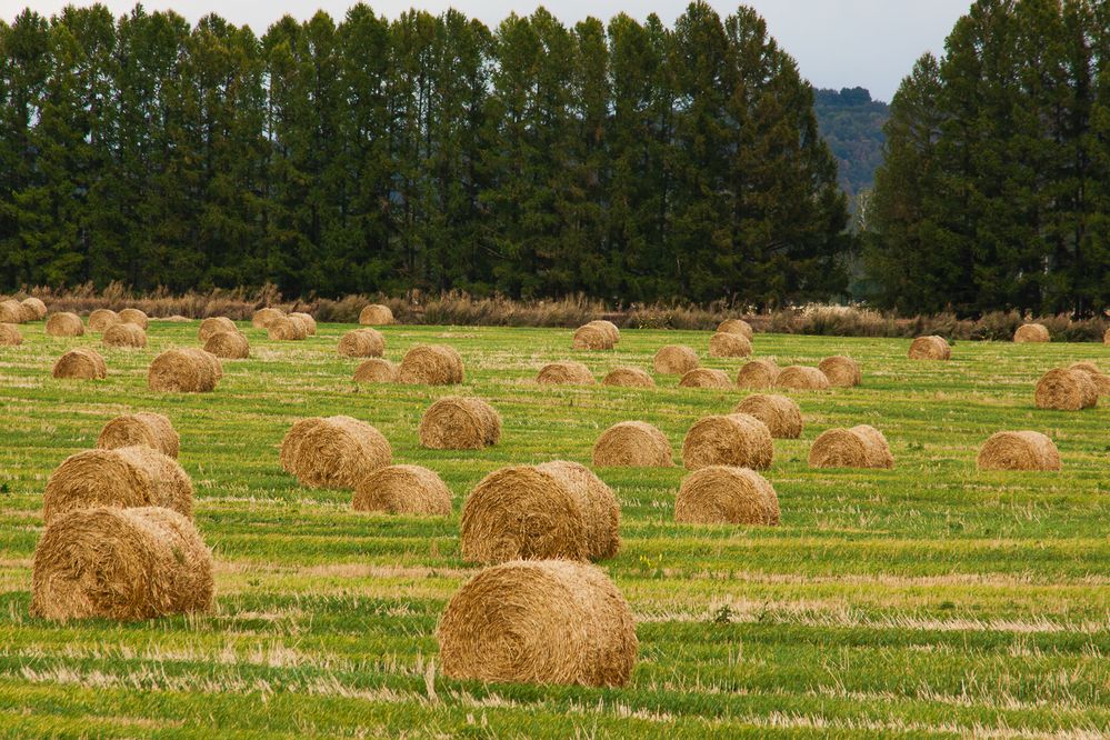 Photograph by Grigoriy