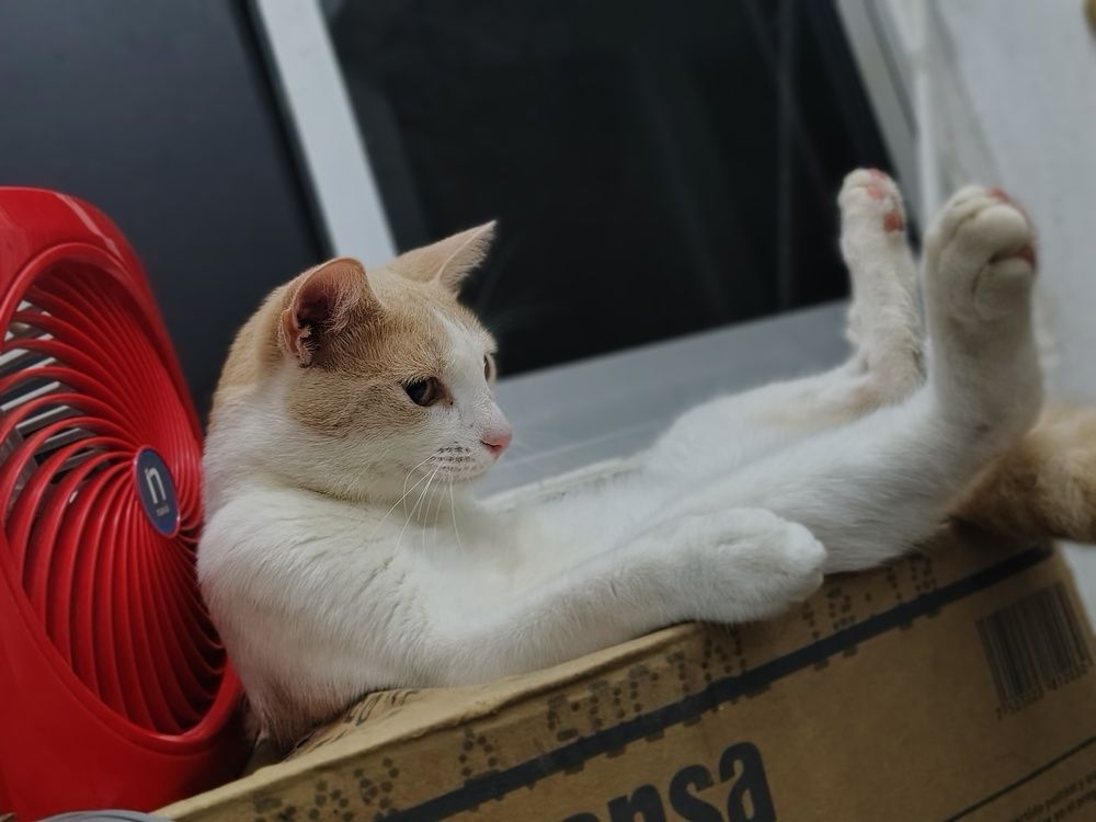Photo #12540386