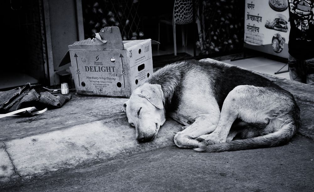 Photograph by Maitreya Bhagwat