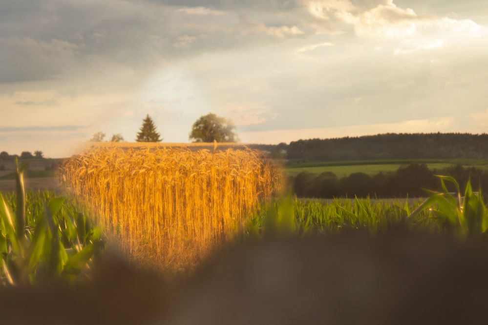 Photograph by Janusz Osika