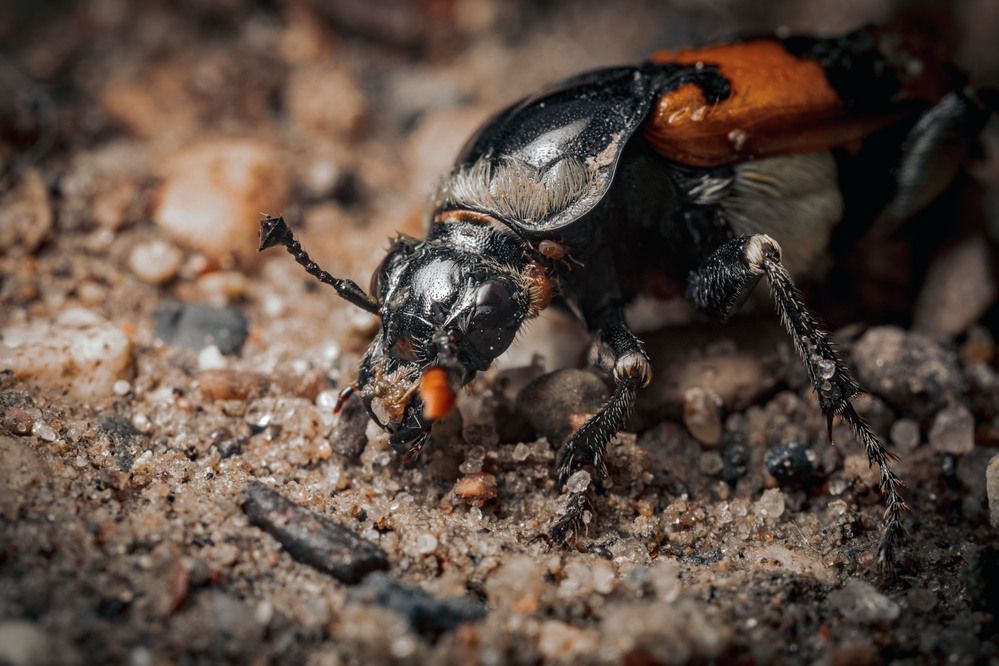 Фотография автора Сергей Назаредский