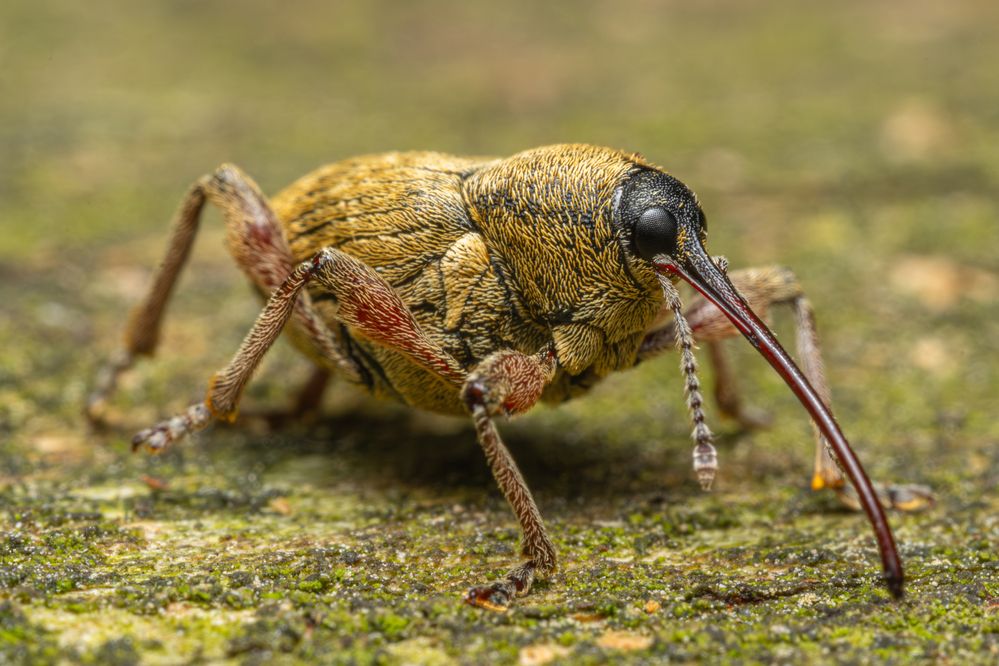 Photograph by БОРИС БЕЛКАНИЯ