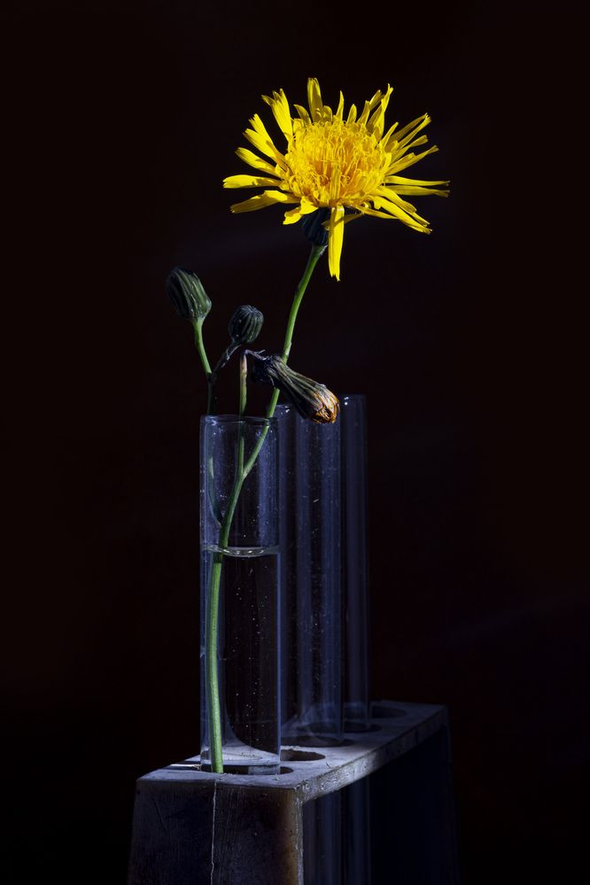 Amarillo sobre negro
