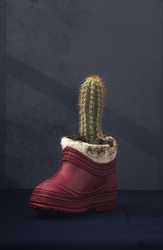 Vida de cactus