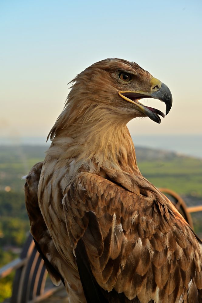 Красавец в неволе