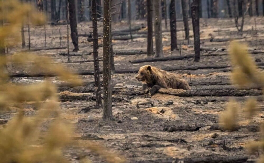 Фотография автора Katerina Georgieva