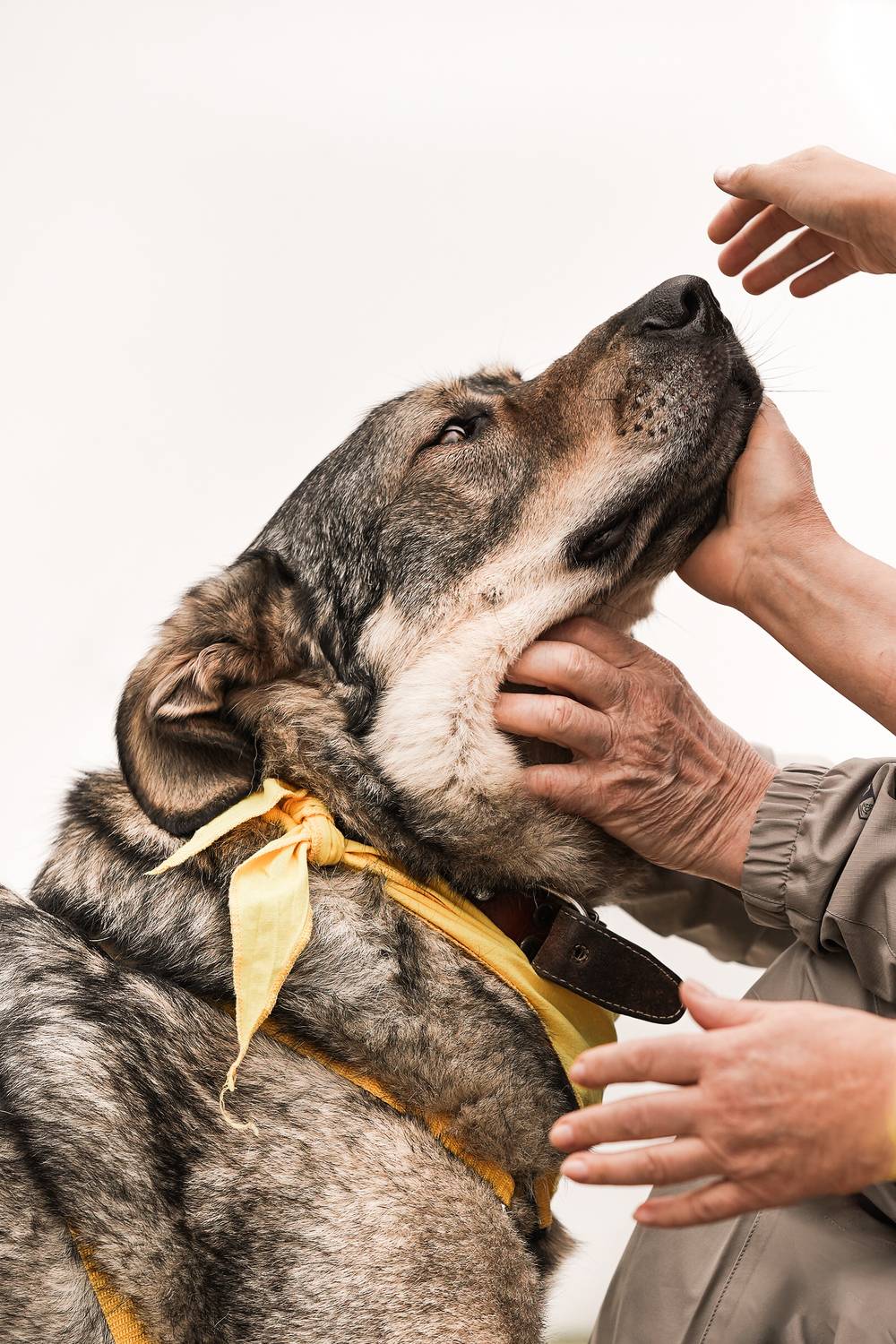 Бездомный пёс