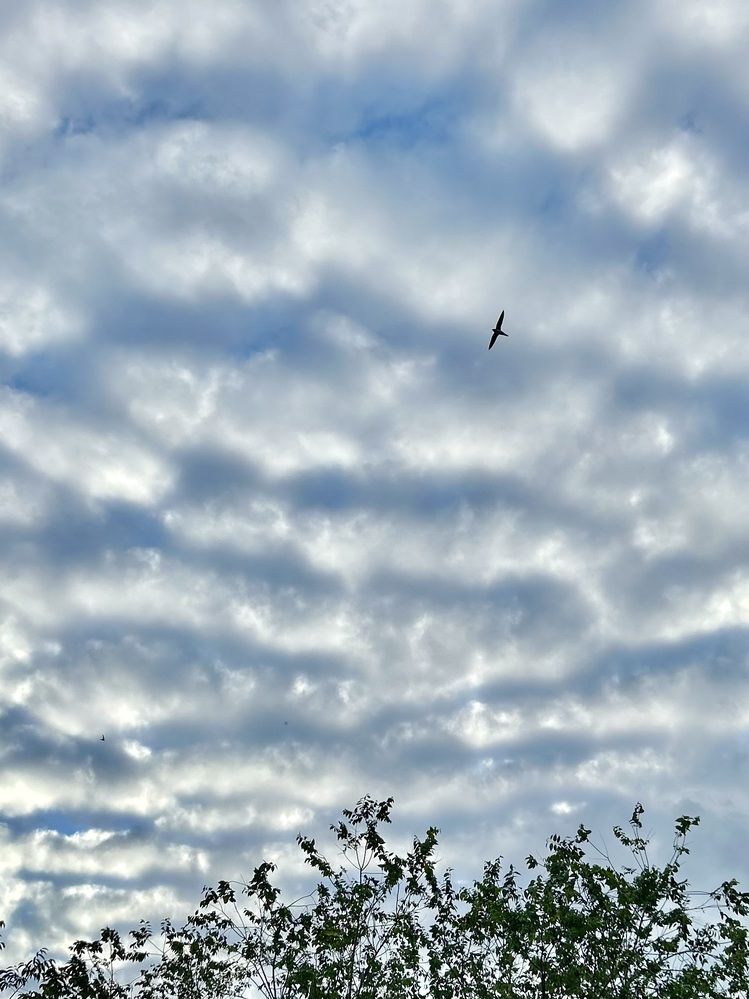 Photograph by Эльза Трисантович