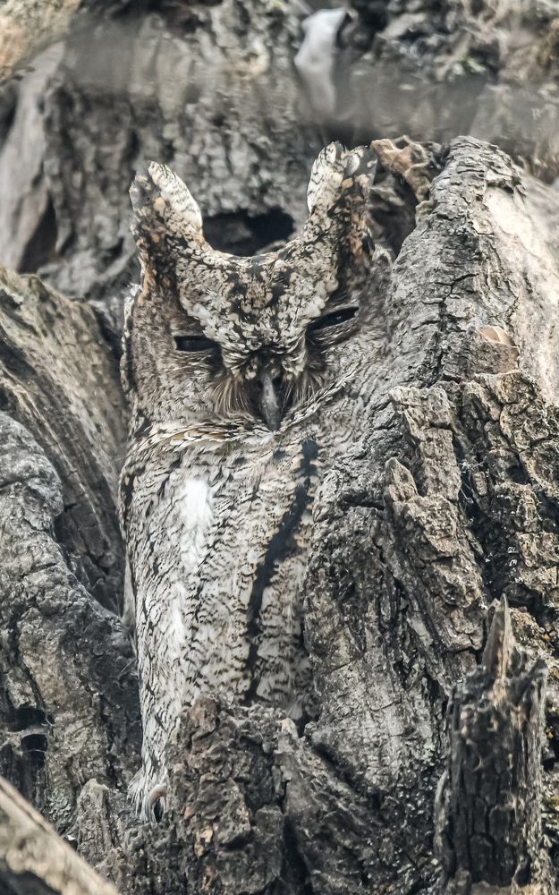 Collared scops owl