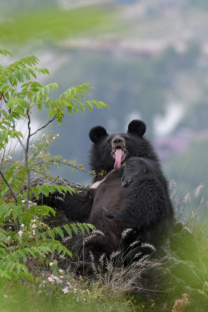 Himalyan Black bear