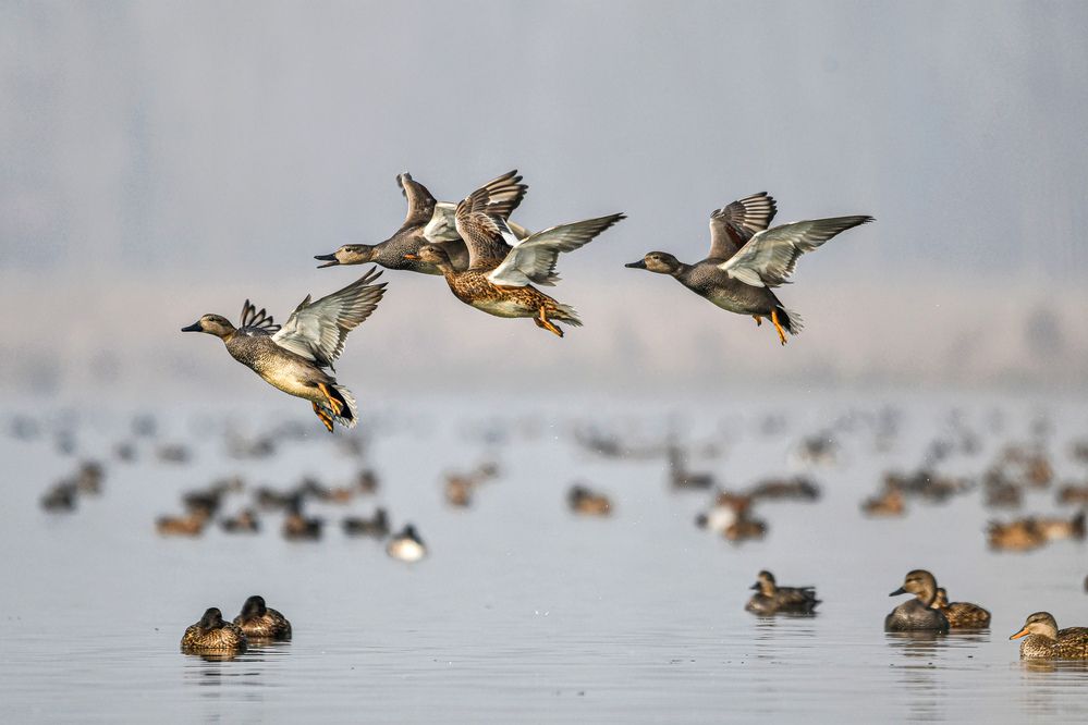 Gadwalls flock