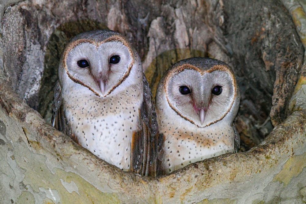 2 Siblings barn owl